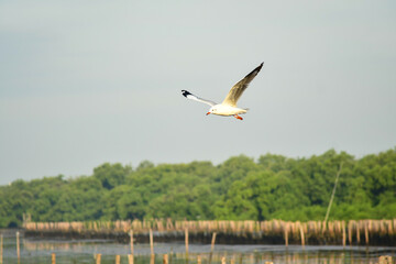 seagull in flight