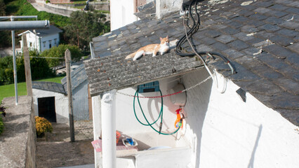 Gato tumbado al sol en tejado de zinc en pueblo