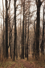 tall trees in the forest on rainy day