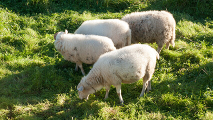 Rebaño de ovejas en pradera verde al atardecer