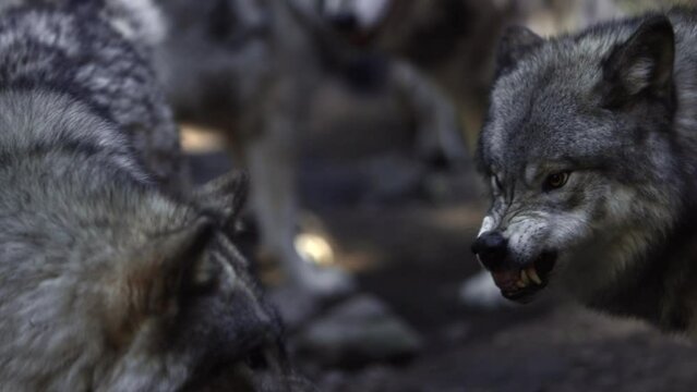 animosity within timber wolf pack slomo