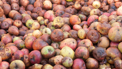 Montón de manzanas maduras y podridas