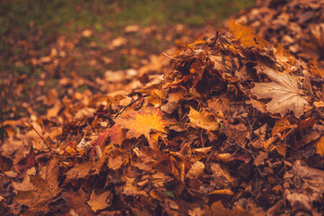 Autumn leaves on the ground