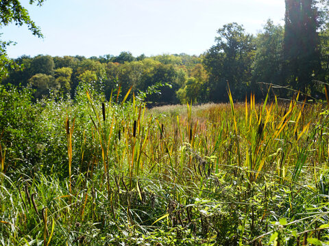 field of corn