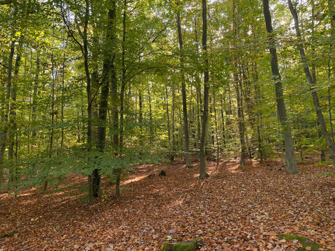 autumn in the forest