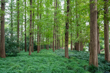 Obraz premium Straight green plants Metasequoia forest