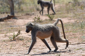 The Chacma Baboon, aka Cape baboon, is one of the largest of all monkeys, located primarily in southern Africa