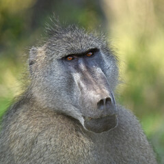 The Chacma Baboon, aka Cape baboon, is one of the largest of all monkeys, located primarily in southern Africa