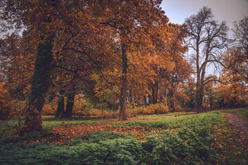 Autumn trees in the park