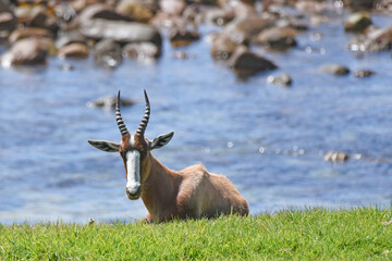 Naklejka na ściany i meble Bontebok, a species of antelope found in Southern Africa