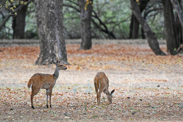 The Cape bushbuck is a common and a widespread species of antelope in Sub-Saharan Africa