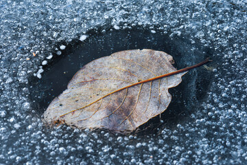 Isolated leaf in ice