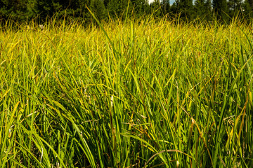 Looking Across Thick Yellow Green Grasses
