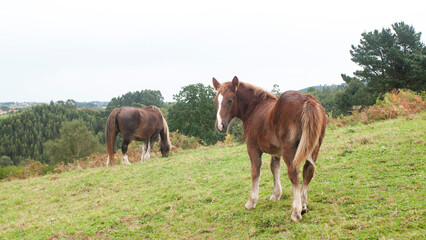 Fototapeta premium Caballos marrón mirando a cámara y otro pastando en ladera verde de monte