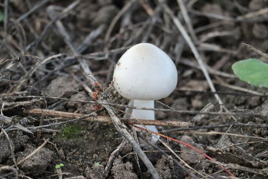 Young Destroying Angel Mushroom