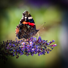 butterfly on flower