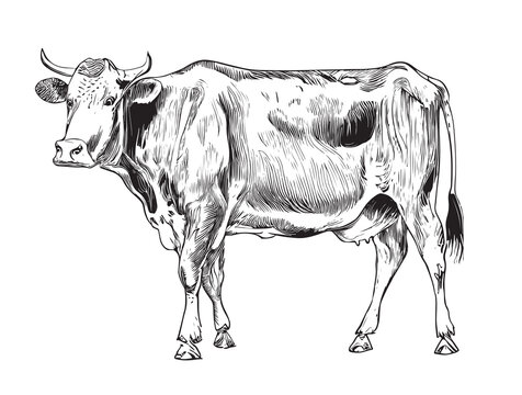 Cow realistic hand drawn sketch.Animal farming vector illustration.
