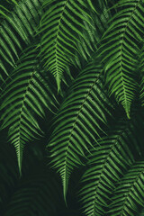 Abstract green blurred background and sunlight.