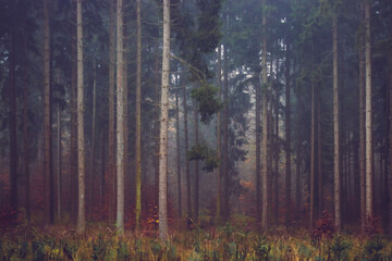 Autumn forest, romantic, misty, foggy landscape. Vintage looking nature photo with dramatic colors