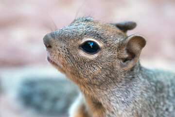 Squirrel portrait in wild nature.