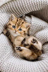 niedliches Katzenbaby