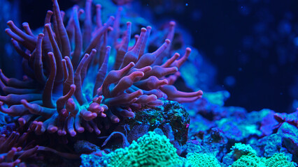 Naklejka na ściany i meble Coral anemone.close-up