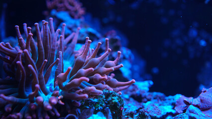 Fototapeta na wymiar Coral anemone.close-up