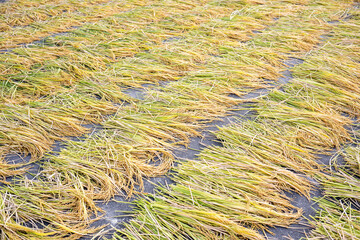 Rice valley harvested in autumn