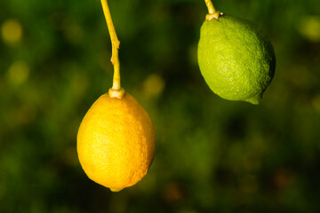 Limones