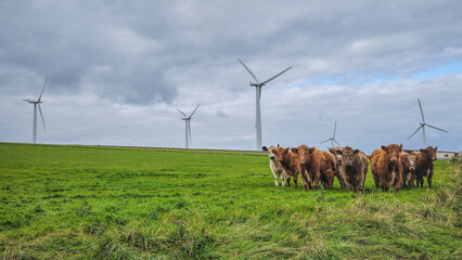 Cows and Wind Turbines - obrazy, fototapety, plakaty