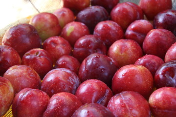 Obraz premium 収穫したたくさんのプラム