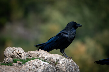 Beautiful side close portrait of a raven on a rock with the background out of focus in the mountains of Leon in Spain, Europe