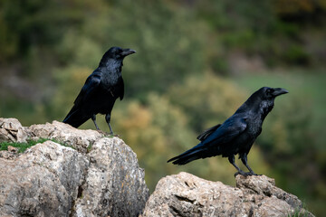 Beautiful side portrait of a pair of ravens on some rocks with the background out of focus in the mountains of Leon in Spain, Europe