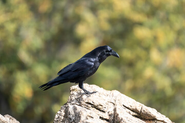 Fototapeta premium Beautiful side portrait of a raven perched on a rock in the mountains of leon in Spain, Europe