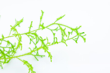 Fresh Chinese herbal medicine salivarius on white background