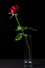 One red rose on a black background.