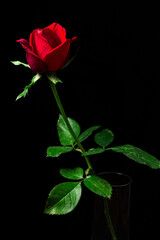 One red rose on a black background.