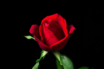 One red rose on a black background.