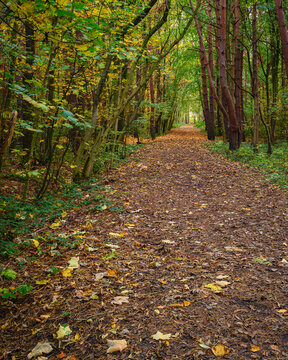 Gosforth Park Footpath portrait, located north of Newcastle in Tyne and Wear this woodland is popular with dog walkers and gives a rural setting in an urban area