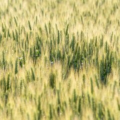 wheat field