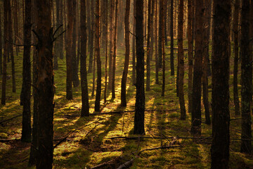 las o świcie © jholy