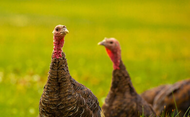 Turkeys walk on the grass in a green meadow in a pasture. Animal husbandry and agriculture in the mountains.