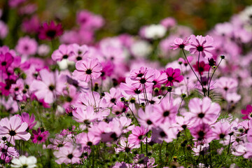 Butterflies and Wild flowers