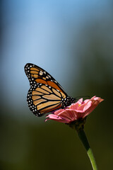 Butterflies and Wild flowers