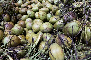 coconut 