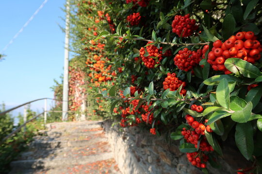 Beautiful berries at Lake Como