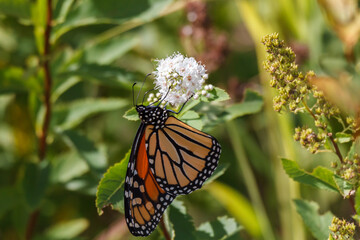 Monarch butterfly feeding on a white flower 