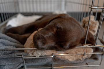 puppies sleeping in the cage