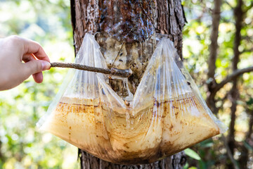 A bag of pine oil collected on a pine tree