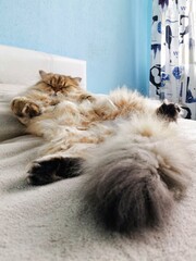 Fluffy ginger British longhair cat sleeping with belly up